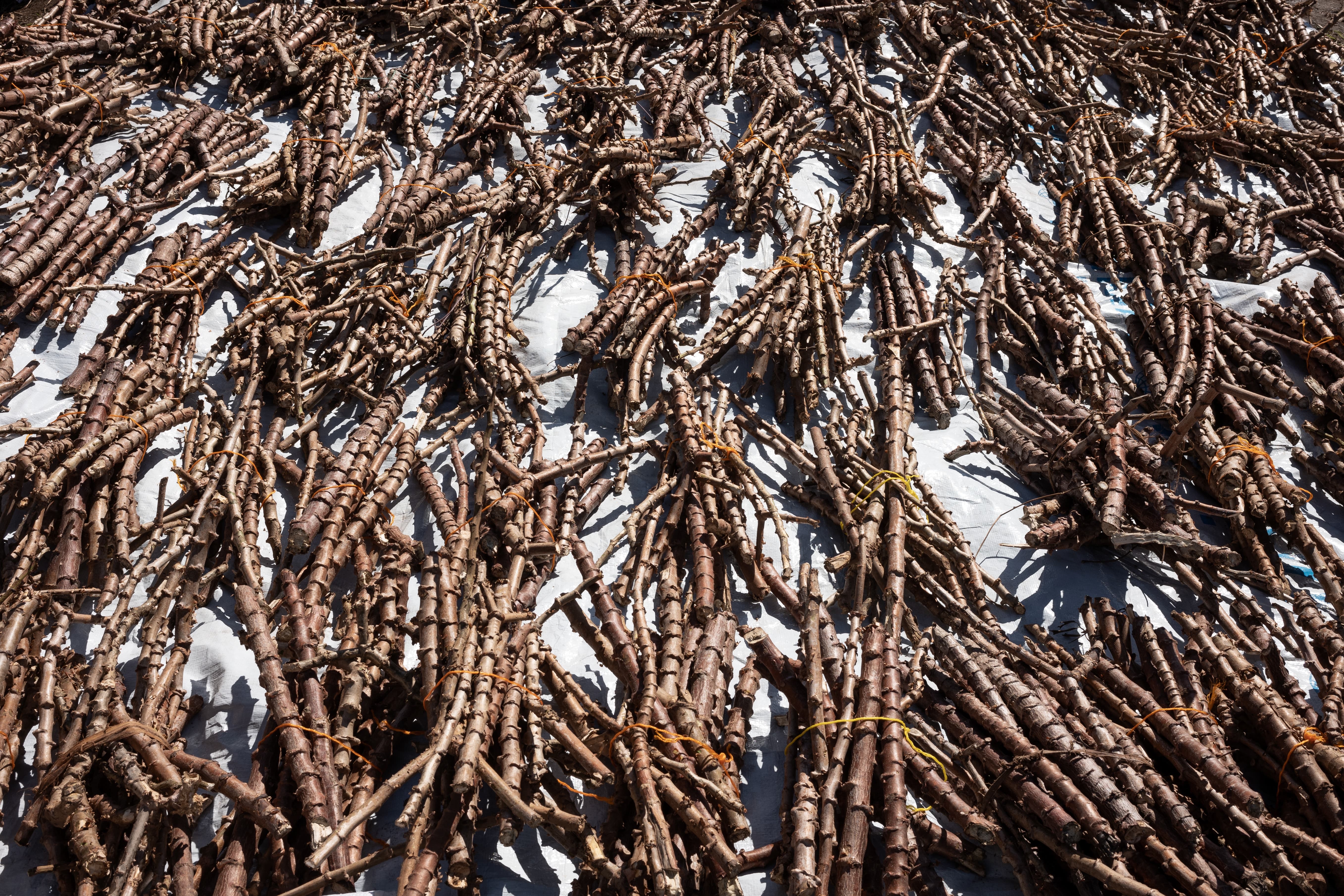 Oxfam distributed cassava, beans and different kinds of vegetable seeds to farmers. These kinds of crops can grow within a short period of time, and will enable people to get enough food and nutrients. (Photo: Ko Chung Ming / Oxfam Volunteer Photographer)